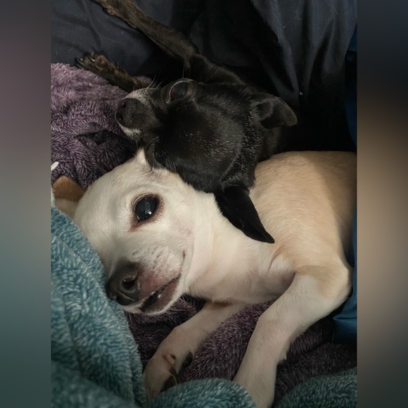 Meet your Posher, ZoZe - Picture 3 of 6